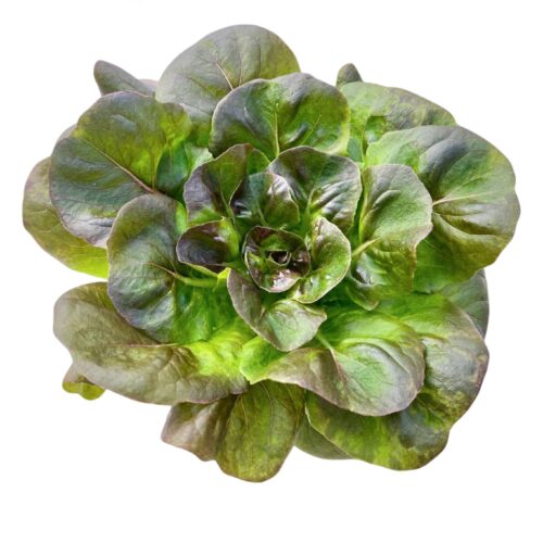 紅奶油