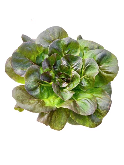 紅奶油