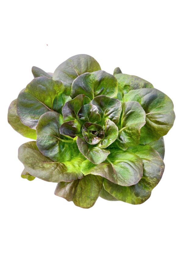 紅奶油