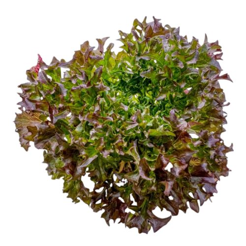 紅火焰