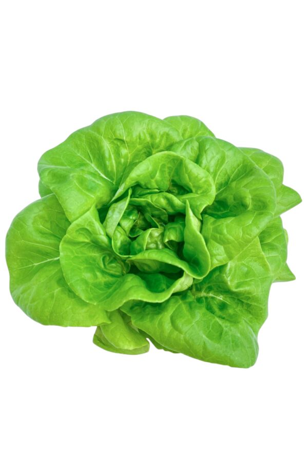 綠奶油