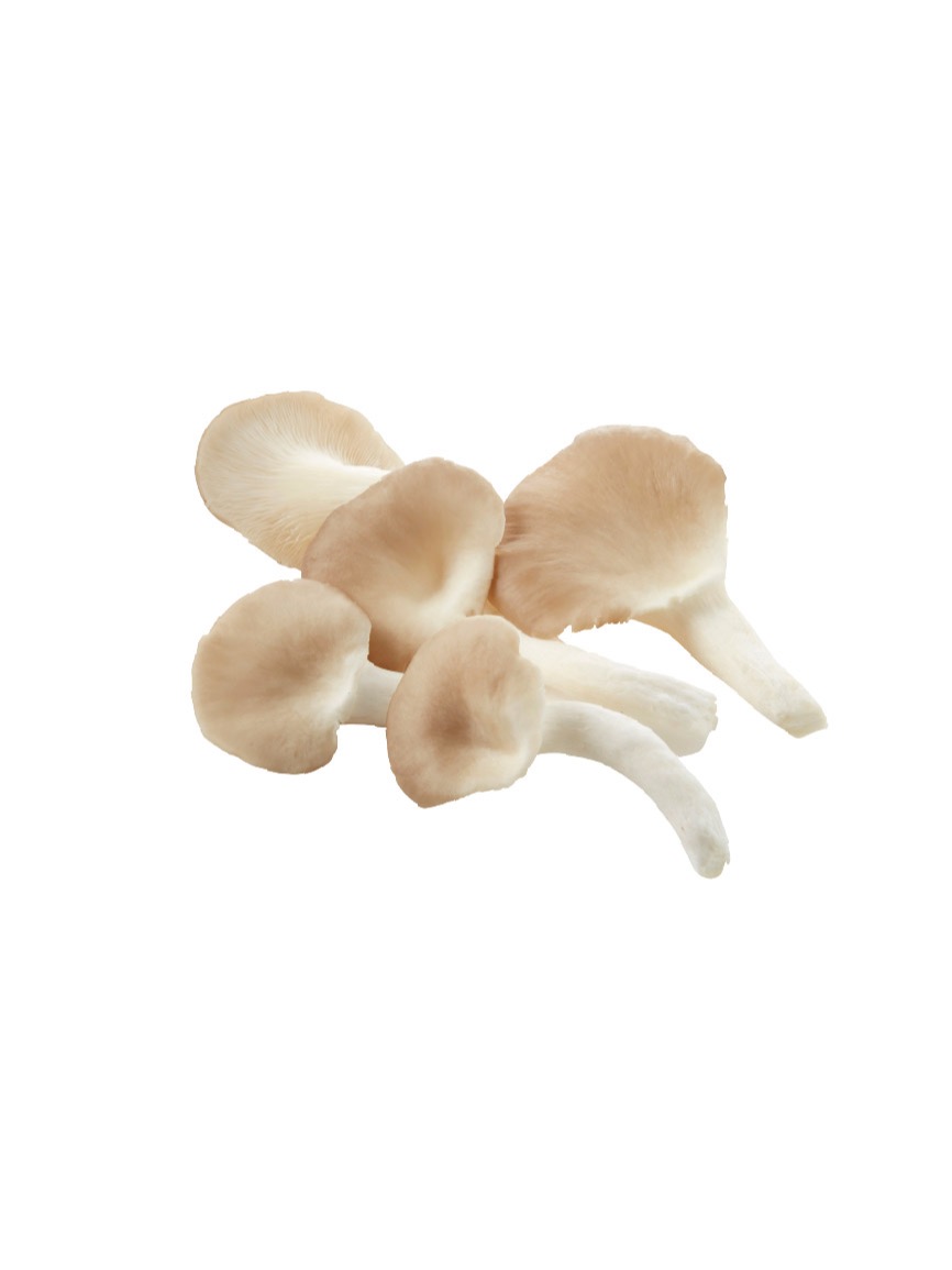 秀珍菇